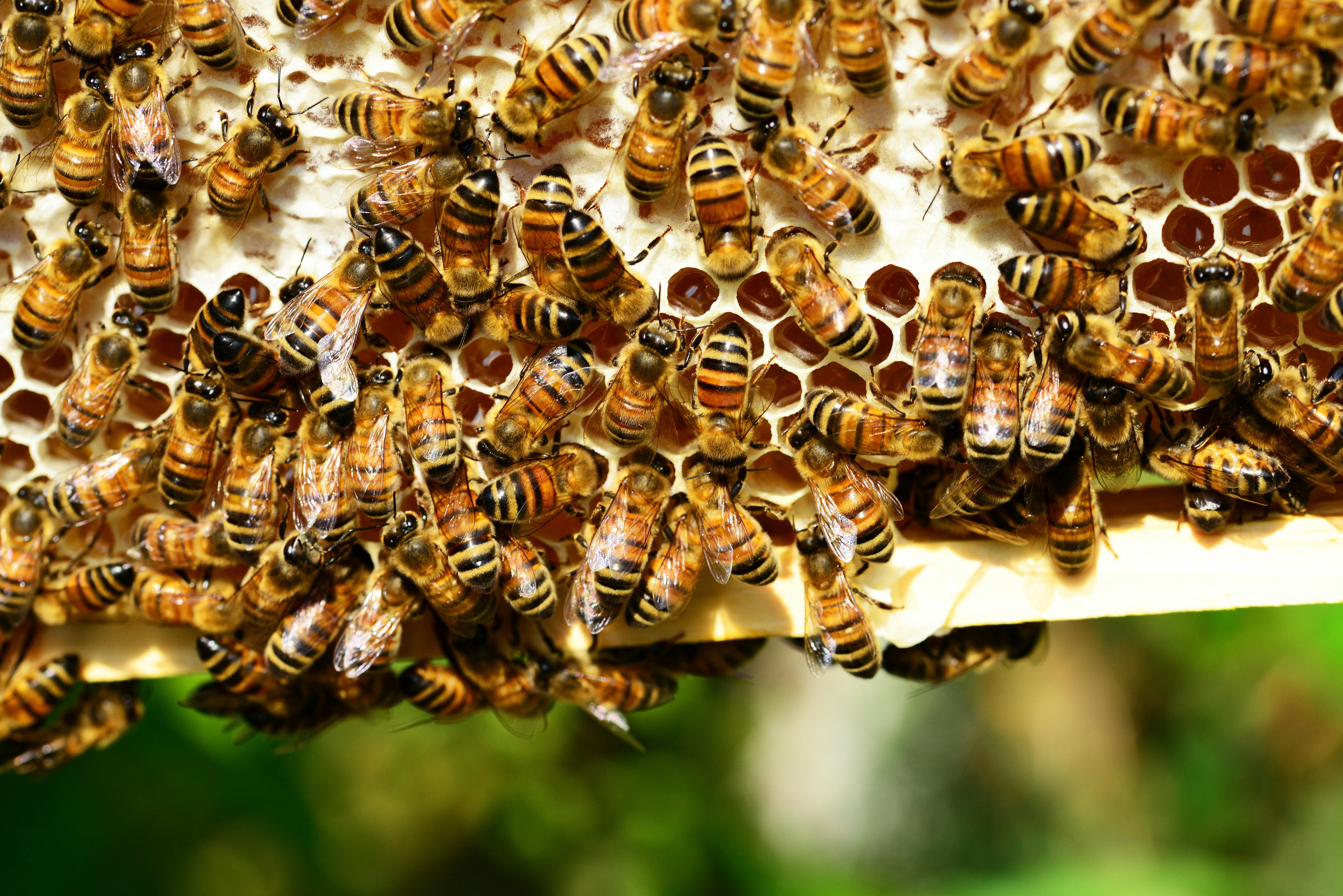 Predict the Swarm: How Seasonal Intelligence Becomes Competitive Advantage